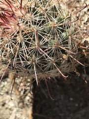 Mammillaria dioica