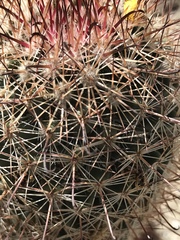 Mammillaria dioica