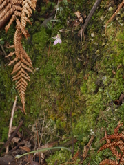 Caladenia variegata