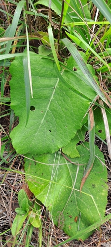 Image of Berkheya speciosa by (c) Mmatjie Mashao, some rights reserved (CC BY-SA)