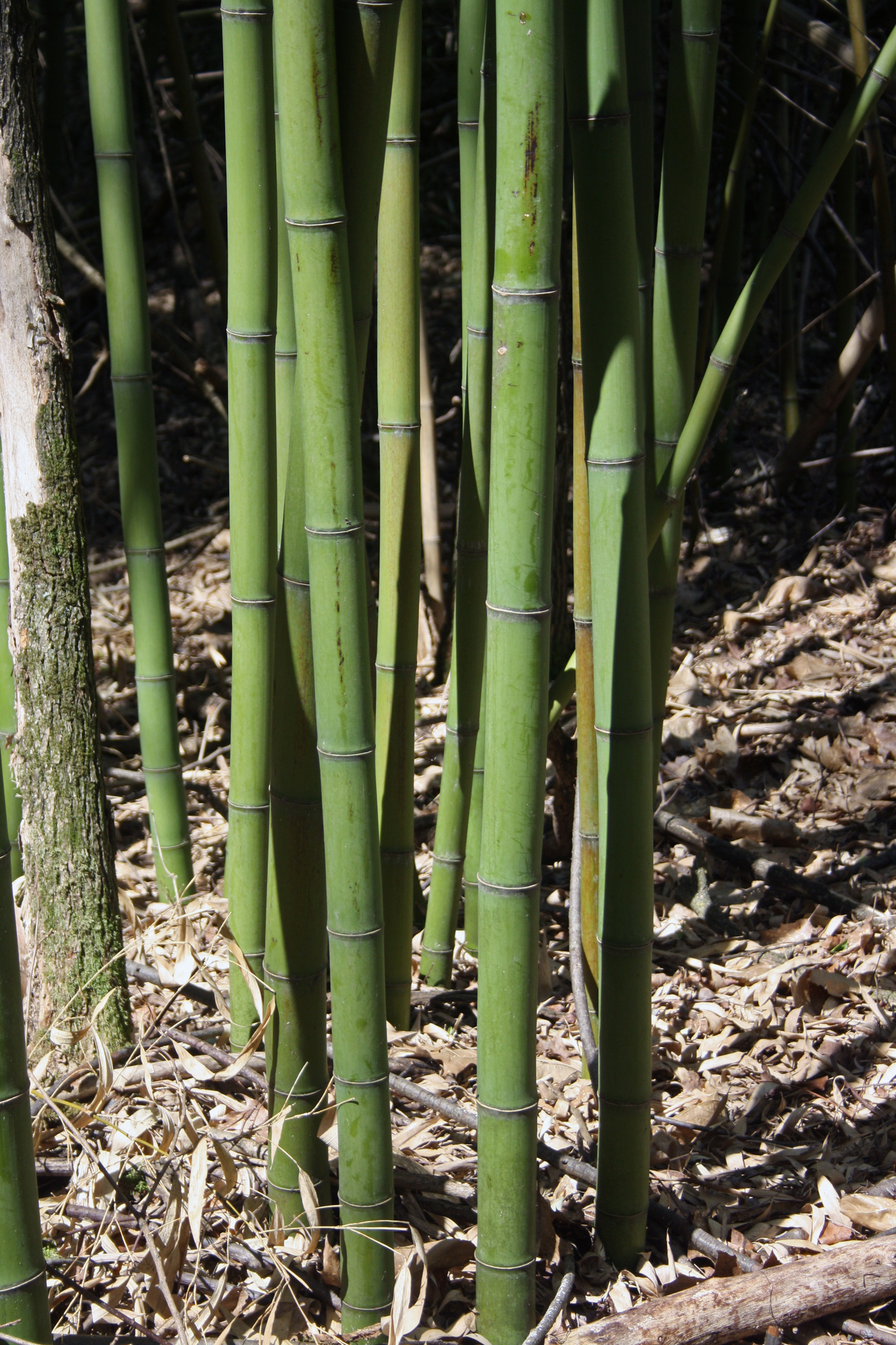 Phyllostachys reticulata