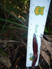 Trillium ovatum ovatum