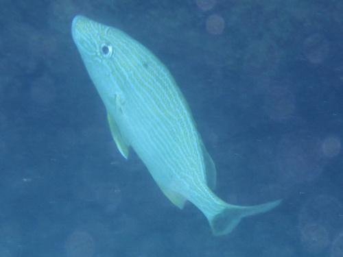 Blue-Striped Grunt