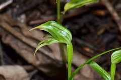 Pterostylis porrecta