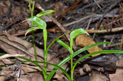 Pterostylis porrecta