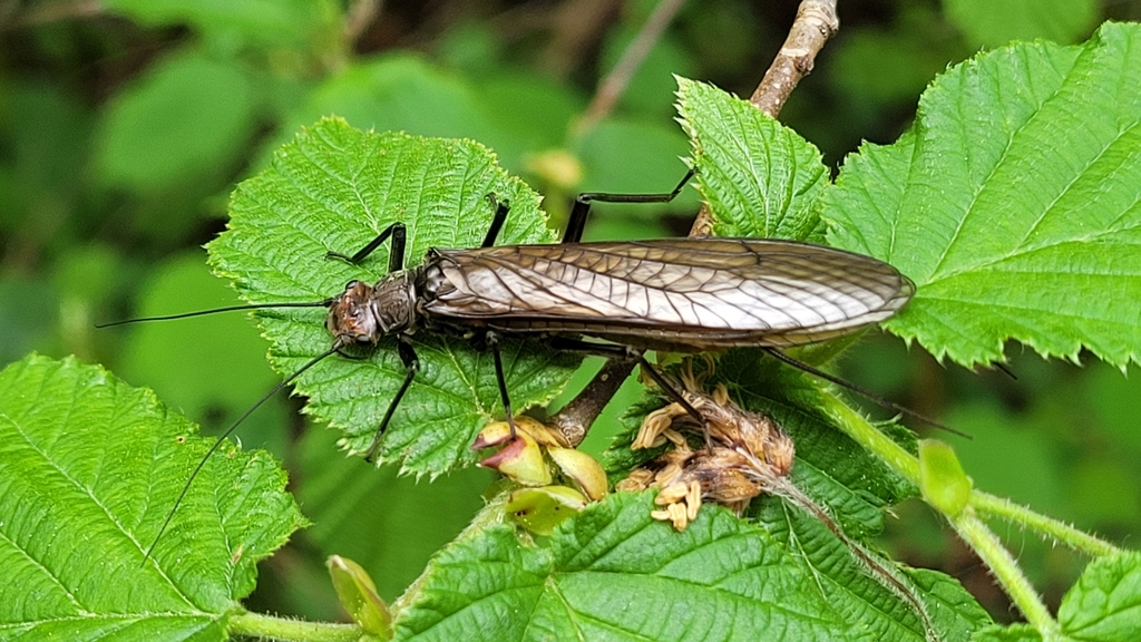 Dinocras megacephala