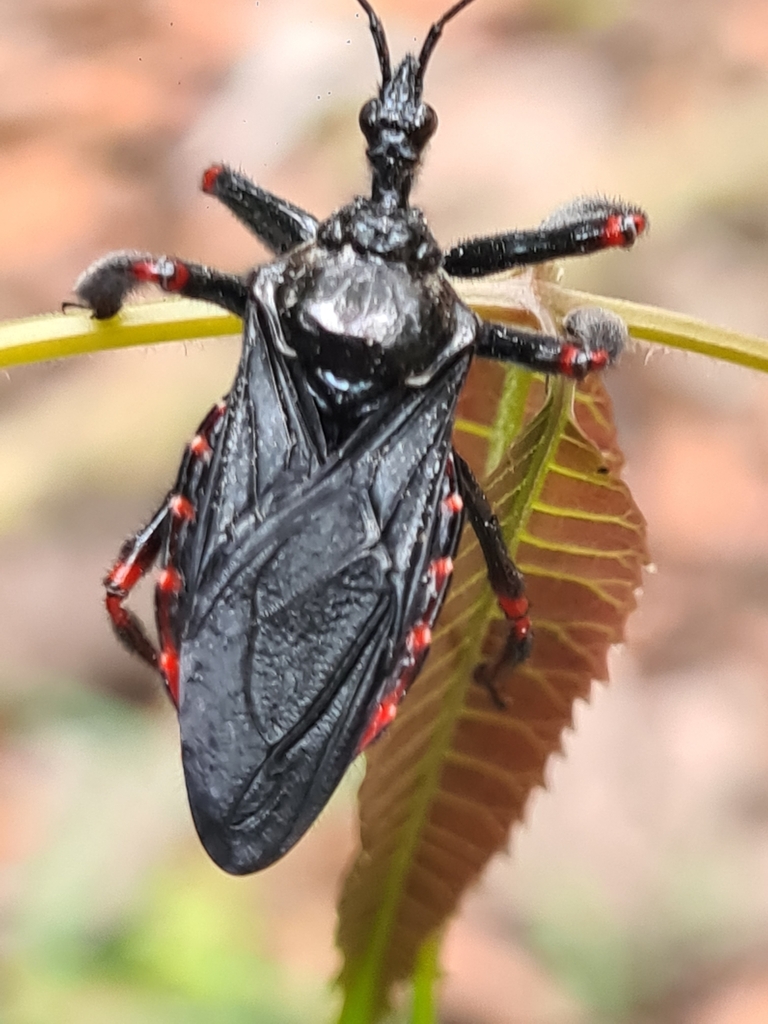 Apiomerus geniculatus