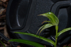 Pterostylis porrecta