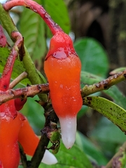 Psammisia columbiensis