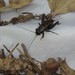 Southern Wood Cricket - Photo (c) Luke Armstrong, some rights reserved (CC BY-NC), uploaded by Luke Armstrong