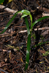 Pterostylis porrecta