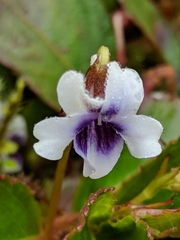 Viola stipularis
