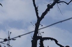 Melanerpes aurifrons