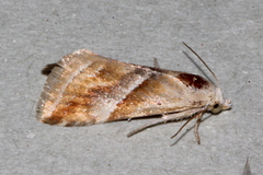 Eublemma roseana