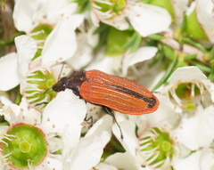Castiarina erythroptera