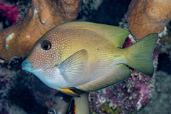 Short-Tail Bristle-Tooth photo 5