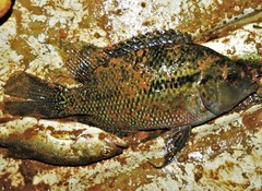 Turquiose Cichlid photo 2