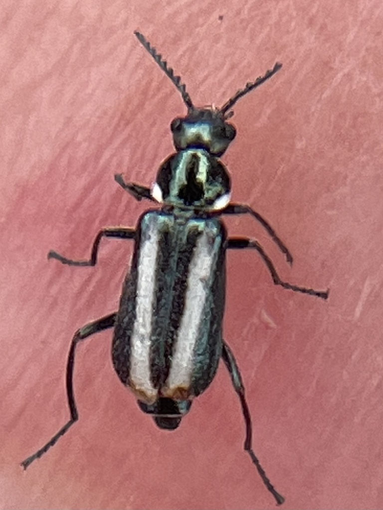 Malachius floricola