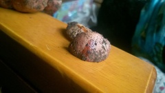 Cortinarius