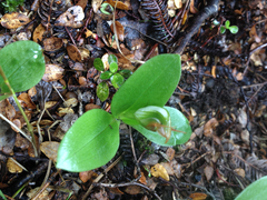 Pterostylis humilis