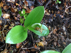 Pterostylis humilis