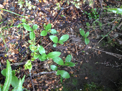Pterostylis humilis