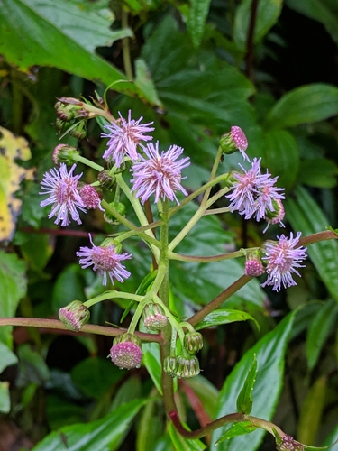 Ayapanopsis luteynii