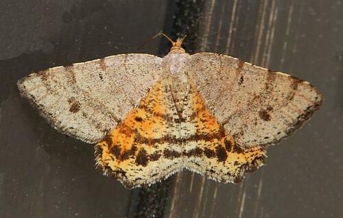 Rannoch Looper Moth and Allies photo 3