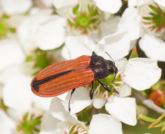 Castiarina erythroptera