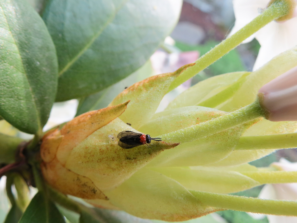 Eutomostethus ephippium from AltWest, Leipzig, Deutschland on May 08