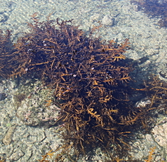 Carpophyllum maschalocarpum