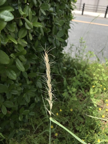 Elymus racemifer iNat (1)