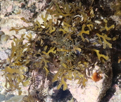 Carpophyllum plumosum