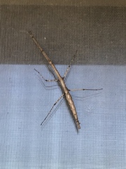 Parabacillus hesperus