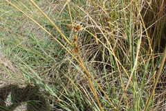 Cyperus trachysanthos