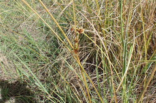 Cyperus trachysanthos observed 2018-11-05