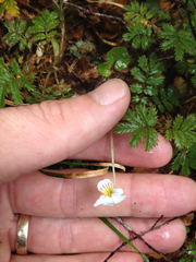 Viola filicaulis