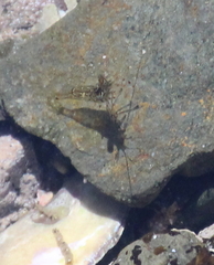 Palaemon affinis