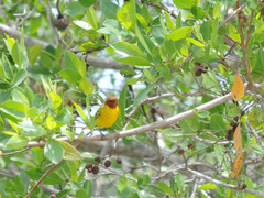 Setophaga petechia bryanti