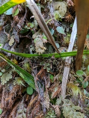 Leptotarsus binotatus