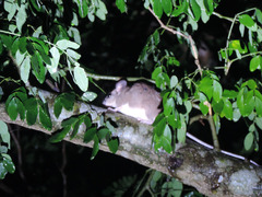 Peromyscus yucatanicus