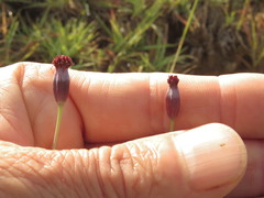 Porophyllum linaria