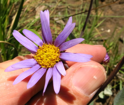 Image of Afroaster perfoliatus by no rights reserved