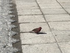 Carpodacus formosanus