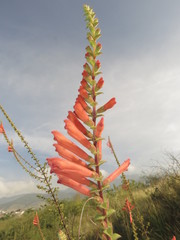 Lamourouxia rhinanthifolia