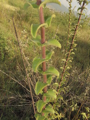 Lamourouxia rhinanthifolia