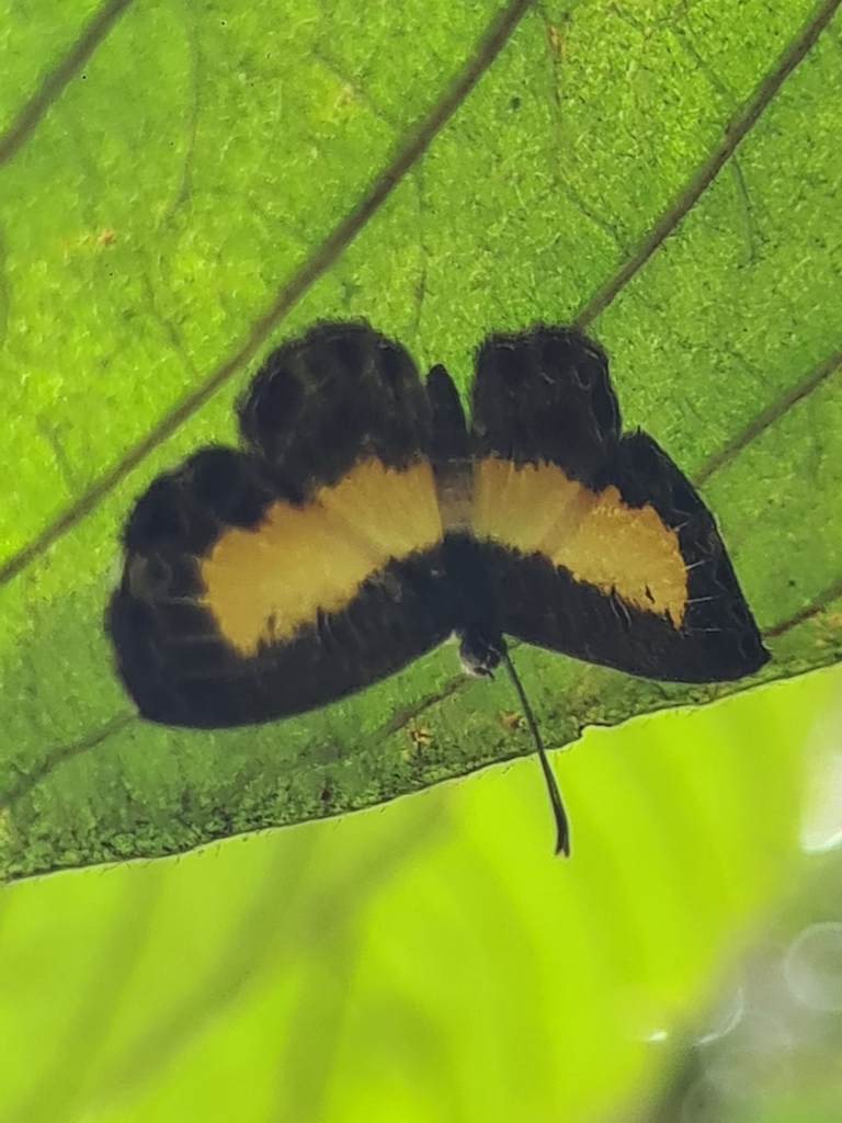 Nymphidium nealces