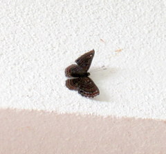 Riodinini