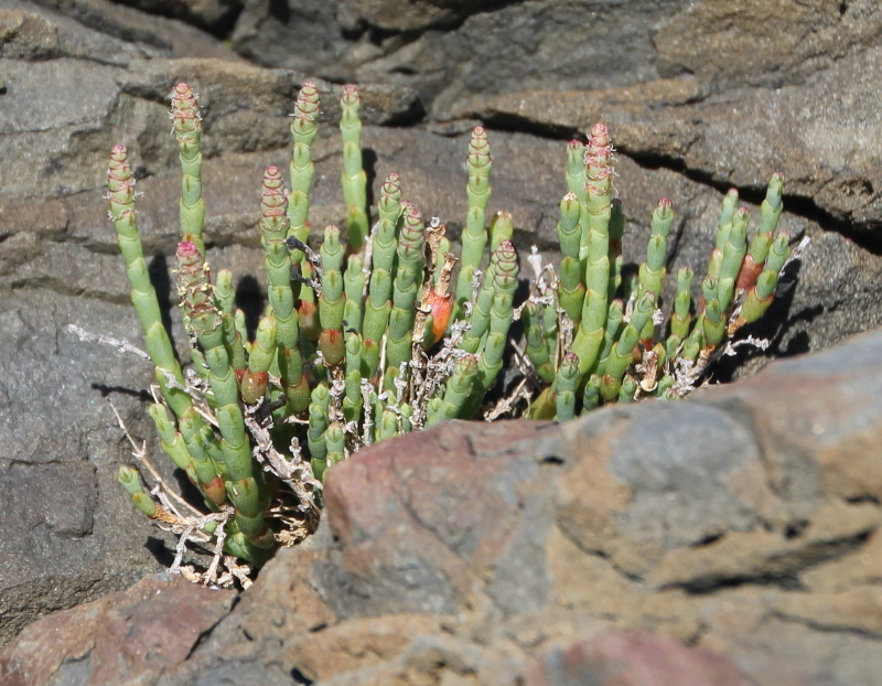 Salicornia
