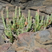 Pickleweeds - Photo (c) tangatawhenua, some rights reserved (CC BY-NC)